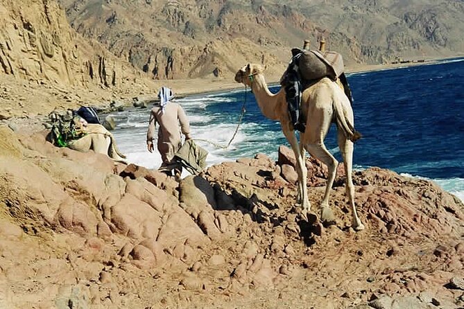 Ras Abu Gallum & Blue Hole Snorkel Safari by Jeep and Camel - Pricing Information