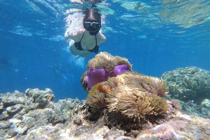 Ras Mohamed and White Island Snorkel Scuba From Sharm El Sheik  - Sharm El Sheikh - Tour Overview and Itinerary