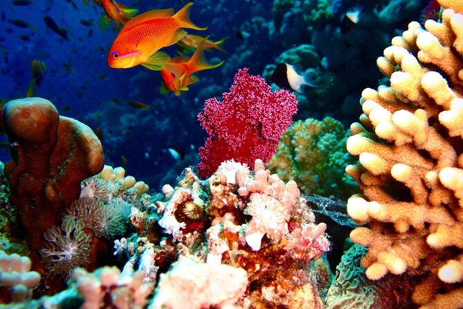 Ras Mohamed and White Island Snorkel Scuba From Sharm El Sheik  - Sharm El Sheikh - Snorkeling and Scuba Diving Experience