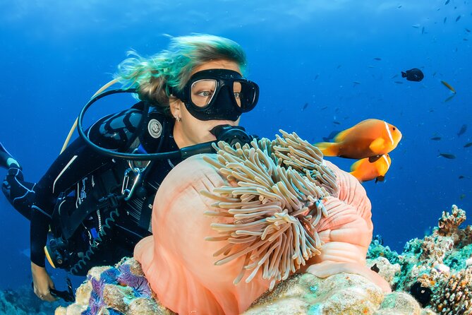 Ras Mohamed and White Island Snorkel Scuba From Sharm El Sheik  - Sharm El Sheikh - BBQ Buffet Lunch