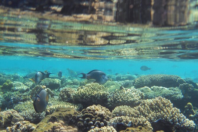 Ras Mohamed and White Island Snorkel Scuba From Sharm El Sheik  - Sharm El Sheikh - Recommendations and Tips