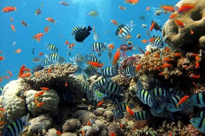 Ras Mohamed Boat Trip in Sharm El Sheikh - Snorkeling Spots