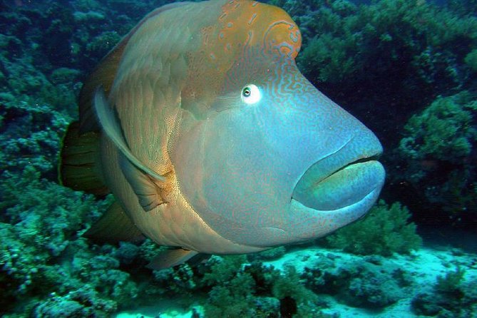 Ras Mohamed National Park Half Day Bus Trip From Sharm El Sheikh - Highlights of Ras Mohamed National Park