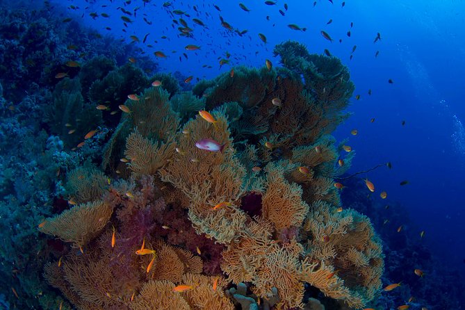 Ras Mohamed National Park & White Island Boat Trip With Lunch - Sharm El Shiekh - Booking and Confirmation Details