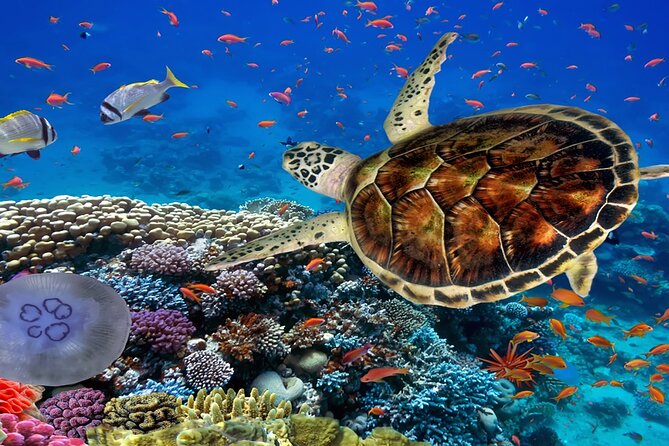 Ras Mohamed Nature Reserve by Bus - Inclusions Provided