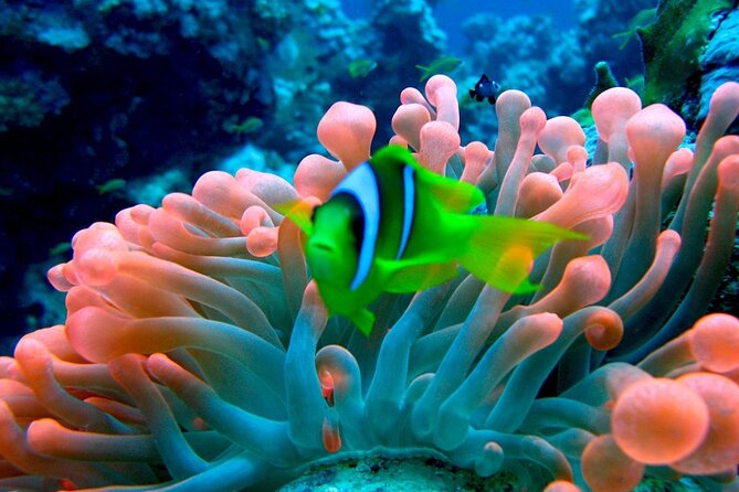 Ras Mohamed Nature Reserve Snorkeling Tour W/ White Island by Yacht - Snorkeling Highlights