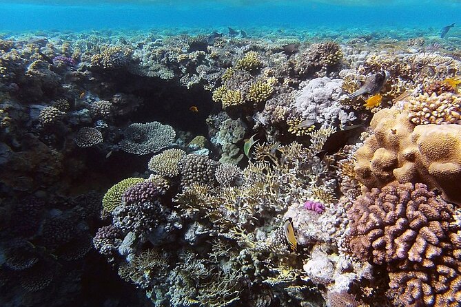 Ras Mohamed& White Island Snorkeling&1 Stop Diving Sharm ElShiekh - What To Expect