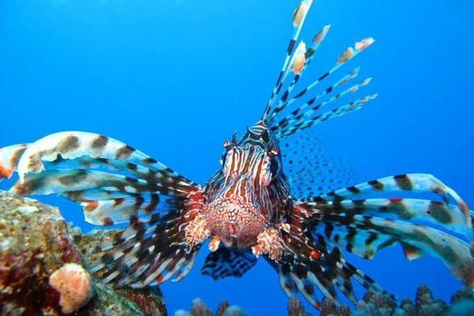 Ras Mohammed Diving Day Trip From Sharm El-Sheikh - Pricing and Booking