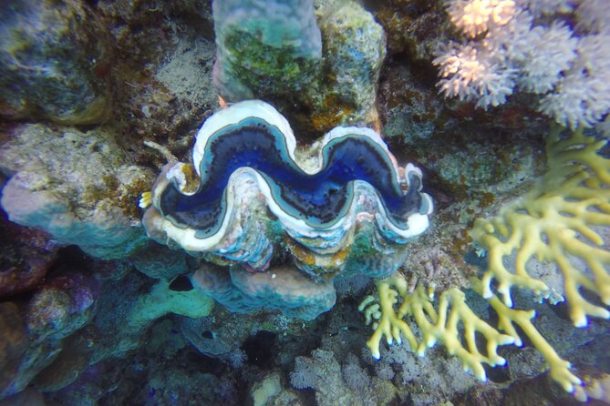 Ras Mohammed National Park and Tiran Island Snorkeling Day (Feb ) - Booking Details