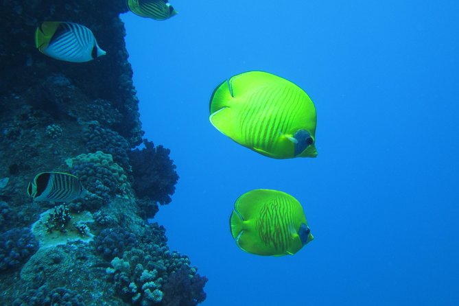 Ras Mohammed National Park and Tiran Island Snorkeling Day (Feb ) - Experience Overview