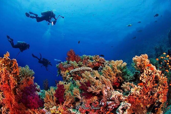 Ras Mohammed National Park Small-Group Snorkeling With Lunch (Feb ) - Trip Highlights