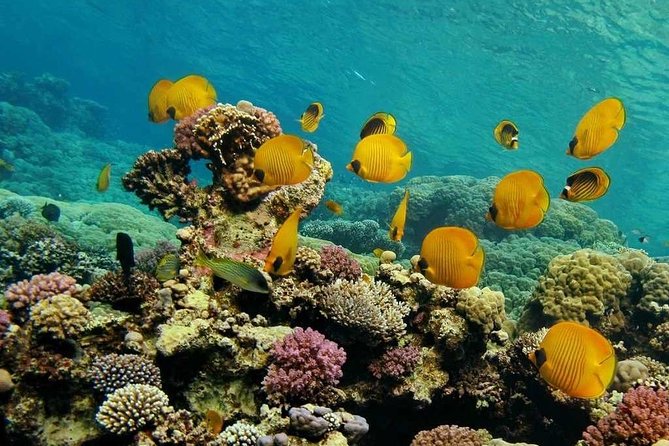 Ras Mohammed & White Island Boat Trip Incl Lunch and Entrance Fee - Pickup Details