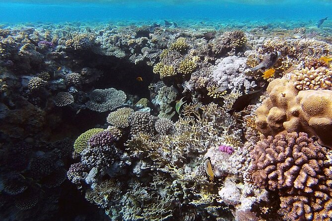 Ras Mohammed & White Island By Boat Snorkeling in Sharm El Sheikh - Lunch and Refreshments Included