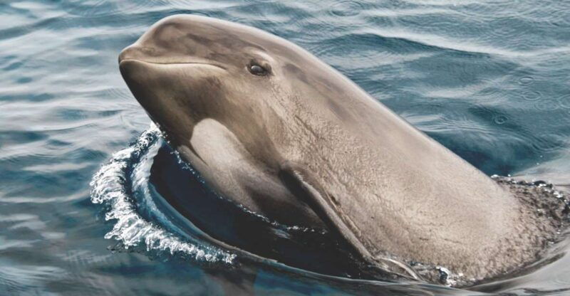 Rate: Whale & Dolphin Watching in the Strait of Gibraltar - Good To Know