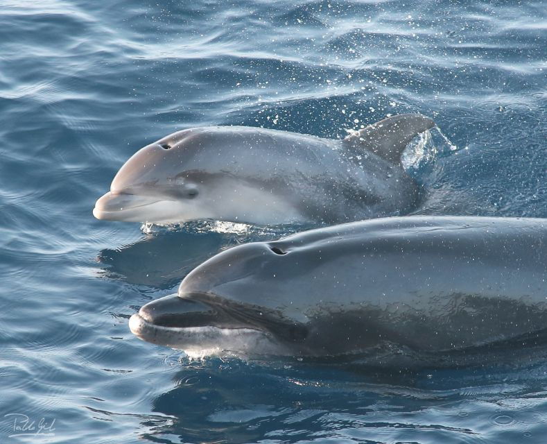 Rate: Whale & Dolphin Watching in the Strait of Gibraltar - Experience Highlights