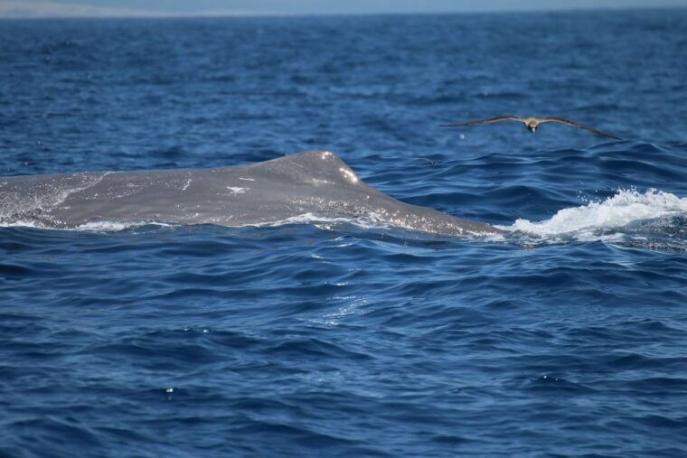 Rate: Whale & Dolphin Watching in the Strait of Gibraltar - Itinerary Details