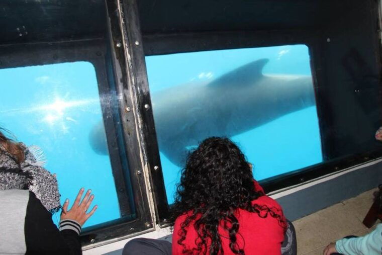 Rate: Whale & Dolphin Watching in the Strait of Gibraltar - Important Information