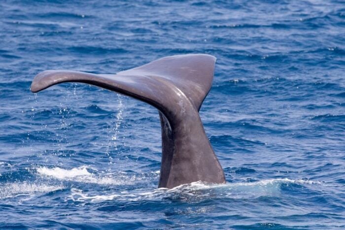 Rate: Whale & Dolphin Watching in the Strait of Gibraltar - Booking and Pricing