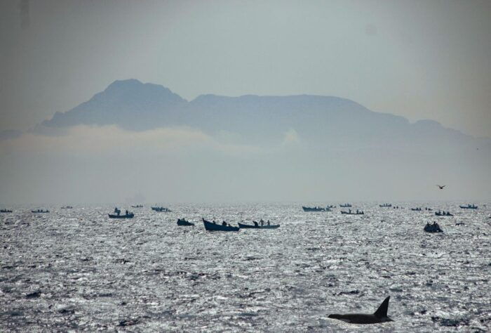 Rate: Whale & Dolphin Watching in the Strait of Gibraltar - What to Expect
