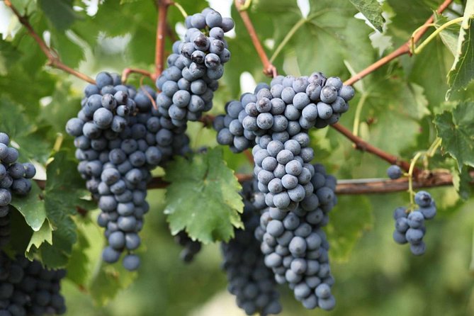 Ravello With A Wine Tasting Stop - Good To Know