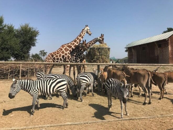 Ravenna: Safari Ravenna Entrance Ticket - Immersive Wildlife Experience