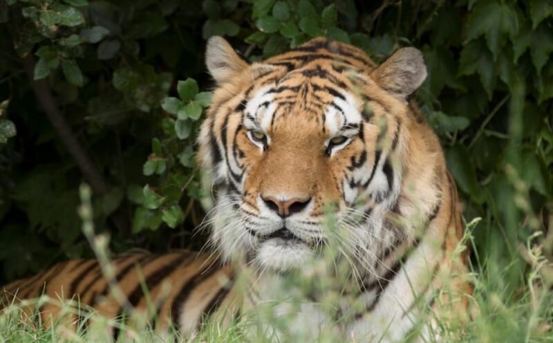 Ravenna: Safari Ravenna entrance ticket - Who Will Love This Experience?