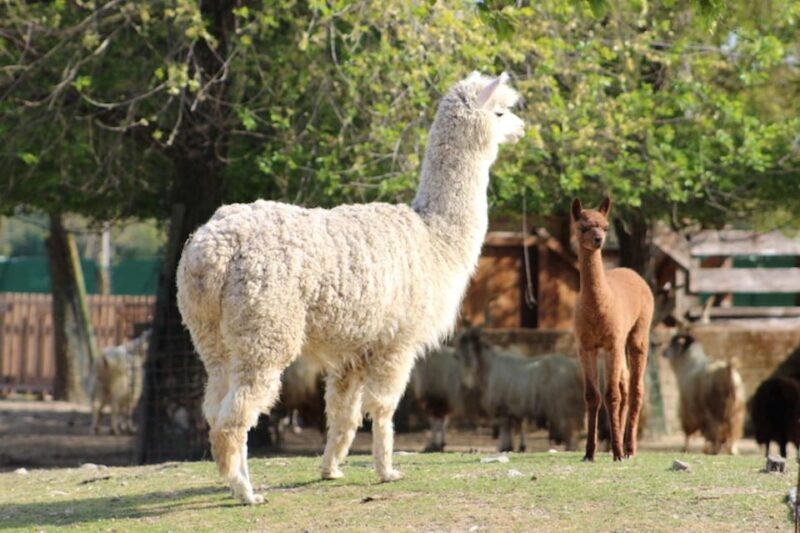 Ravenna: Safari Ravenna entrance ticket - FAQs