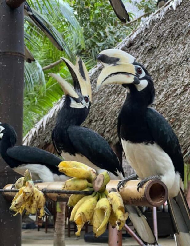 Raya and Coral Island from Phuket - Final Thoughts