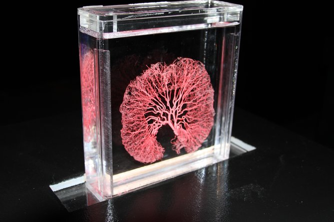 Real Bodies at Horseshoe Las Vegas - Overview of the Exhibit