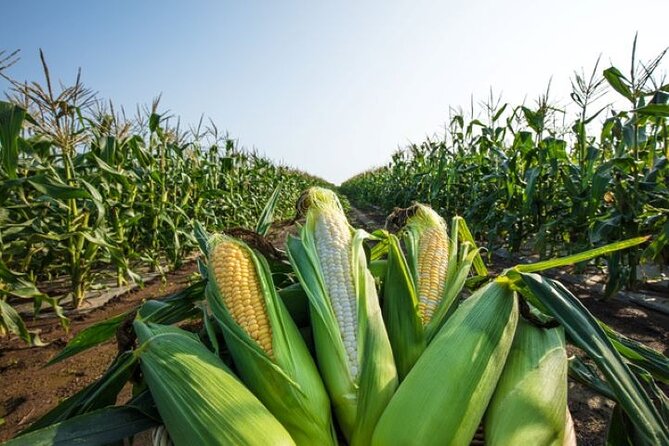 Real Farm-to-Table Vegetable Harvesting Experience - Booking and Confirmation