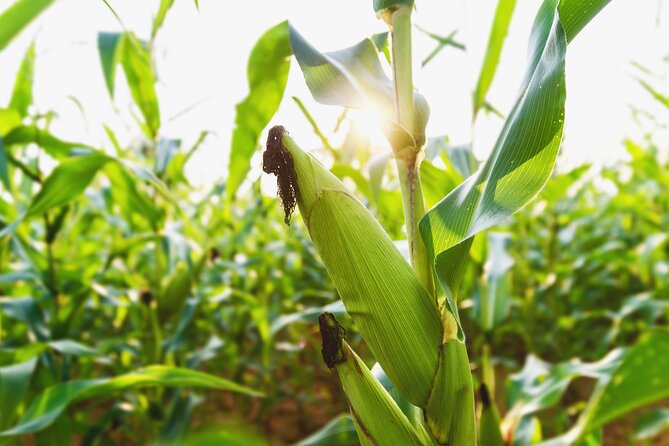 Real Farm-to-Table Vegetable Harvesting Experience - Accessibility and Transportation