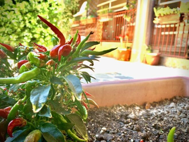 Real Farmers Lunch at Olive Farm in the Italian Countryside - Tour the Olive Farm and Learn