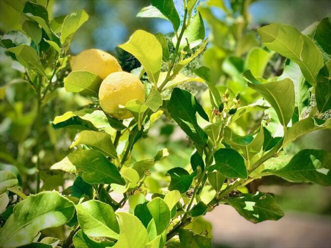 Real Farmers Lunch at Olive Farm in the Italian Countryside - Enjoy Fresh Pasta and Local Delicacies