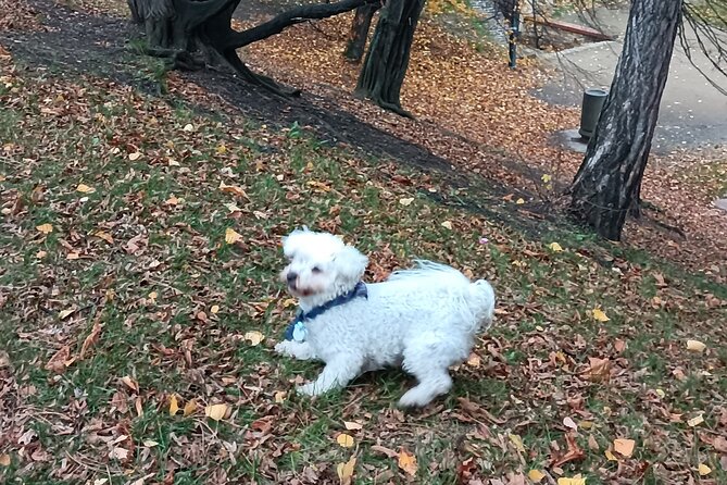 Real Life in Prague - Dog Walk From VyšEhrad to Výtoň - Reviews