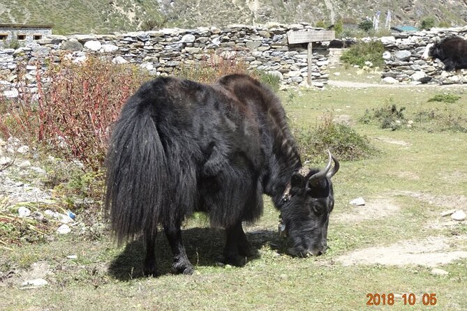 Recently Open Manaslu Circuit Tea House Trek by Local Guide - Traveler Photos