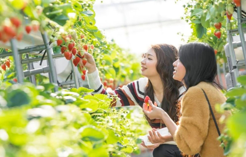 Recommended for Families: | Mount Fuji 5th Station/Arakurayama Sengen Park x Lake Kawaguchi (Includes Popular Sightseeing Train Ticket) x Oishi Park x Fruit Picking Day Trip (From Tokyo) - A Fuji day built around changing seasons