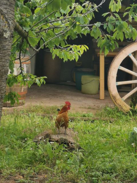 Reconnecting With Earth – a Hands-On Countryside Experience - Pricing and Duration Details
