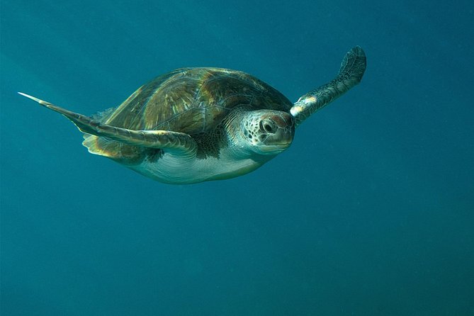 RECREATIONAL DIVE (Certified DIVErs Only) : Explore Canarian Sealife - Dive Details