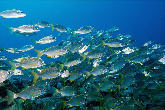 RECREATIONAL DIVE (Certified DIVErs Only) : Explore Canarian Sealife - Additional Information