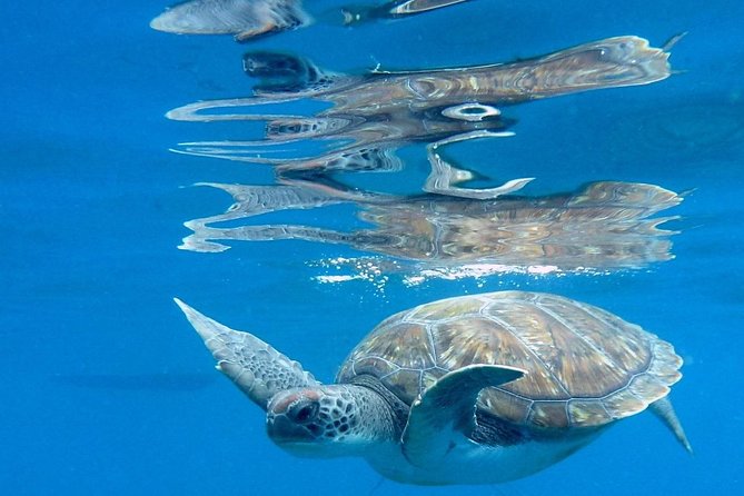 RECREATIONAL DIVE (Certified DIVErs Only) : Explore Canarian Sealife - Cancellation Policy