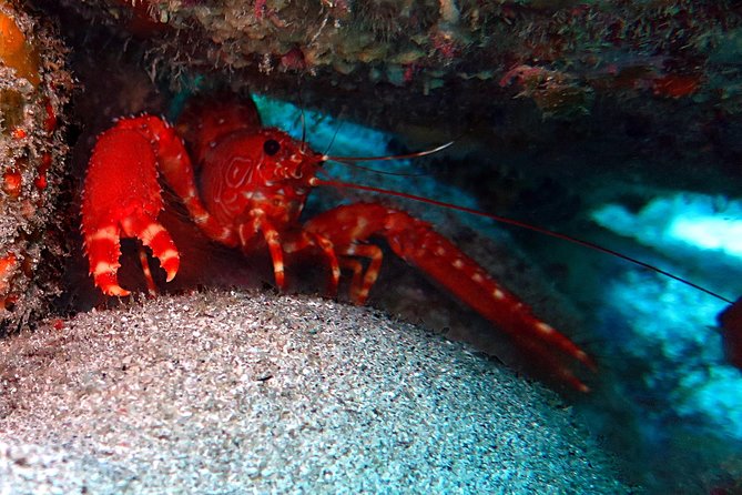 RECREATIONAL DIVE (Certified DIVErs Only) : Explore Canarian Sealife - Traveler Reviews and Photos