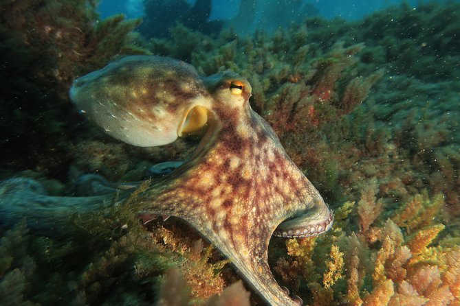 RECREATIONAL DIVE (Certified DIVErs Only) : Explore Canarian Sealife - Common Questions