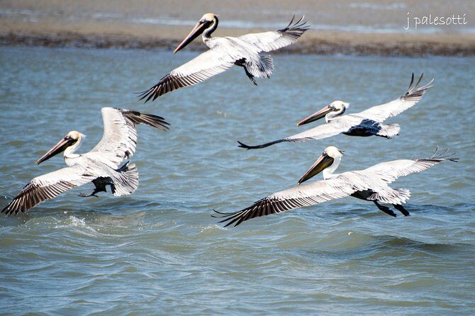 Red Boat Tours - Dolphin Odyssey and Sightseeing Tour - Who Will Love This Tour?
