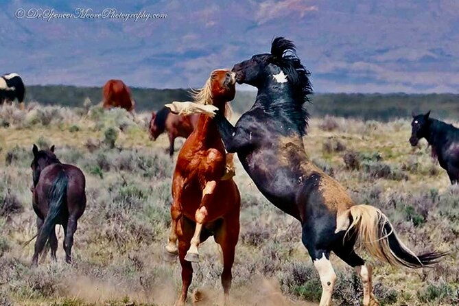Red Canyon Wild Mustang Safari Truck Tours In Cody Wyoming! - Good To Know