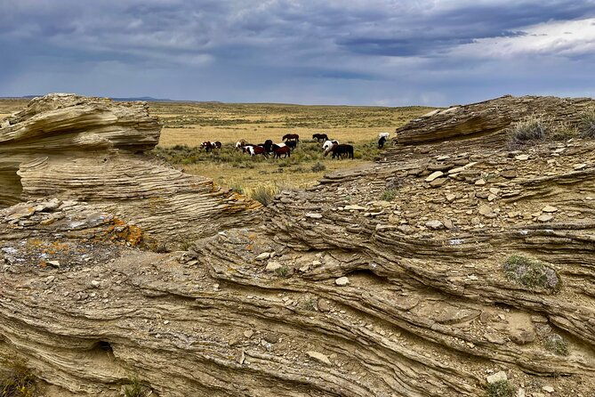 Red Canyon Wild Mustang Safari Truck Tours In Cody Wyoming! - The Sum Up