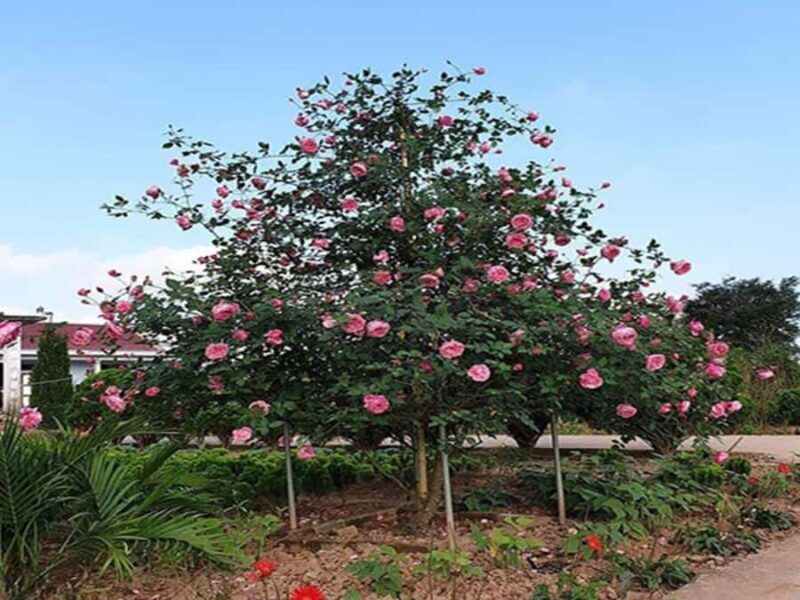 Red Dao Trek: Culture, Ancient Rose Garden & Ta Phin Village - The Value of a Guided Cultural Experience