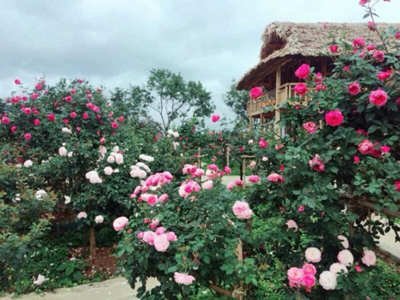 Red Dao Trek: Culture, Ancient Rose Garden & Ta Phin Village - Final Thoughts