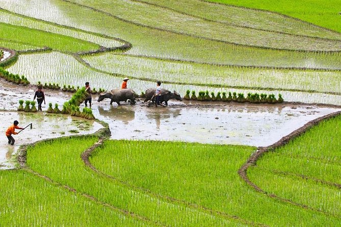 Red Dao Village Trek and Herbal Bath - Immersive Herbal Bath Experience