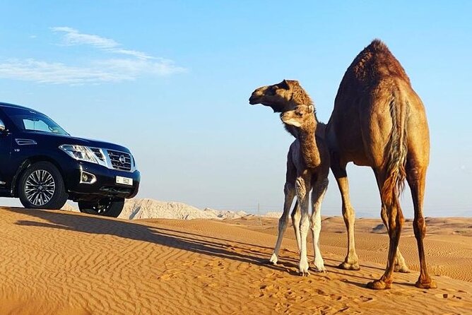 Red Dune Desert Safari With Dinner Quad Bike and Camel Ride - Inclusions and Additional Options