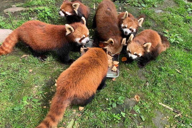 Red Panda Volunteer in Wolong Panda Base Private Tour - Pricing and Booking Details